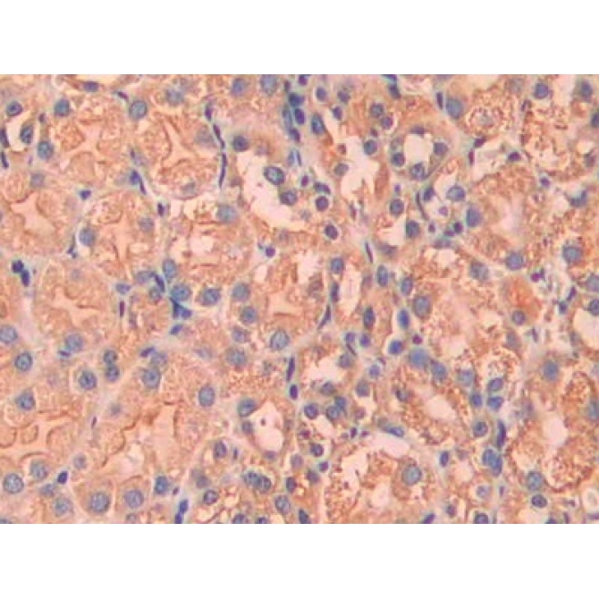 Coagulation Factor VII (F7) Mouse Polyclonal Antibody