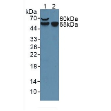 Coagulation Factor VII (F7) Mouse Polyclonal Antibody