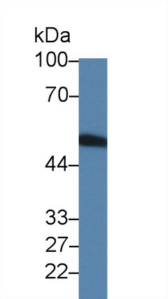 Coagulation Factor VII (F7) Rat Polyclonal Antibody