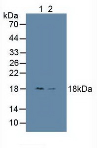 High Mobility Group Nucleosome Binding Domain Protein 1 (HMGN1) Human Polyclonal Antibody