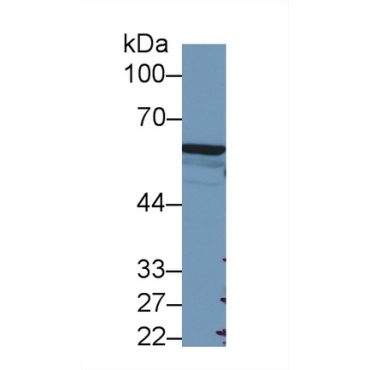 Forkhead Box P3 (FOXP3) Mouse Polyclonal Antibody