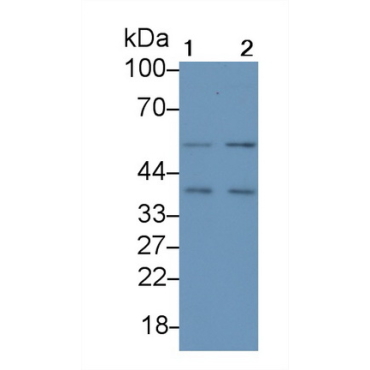 Cyclin Dependent Kinase 7 (CDK7) Mouse Polyclonal Antibody