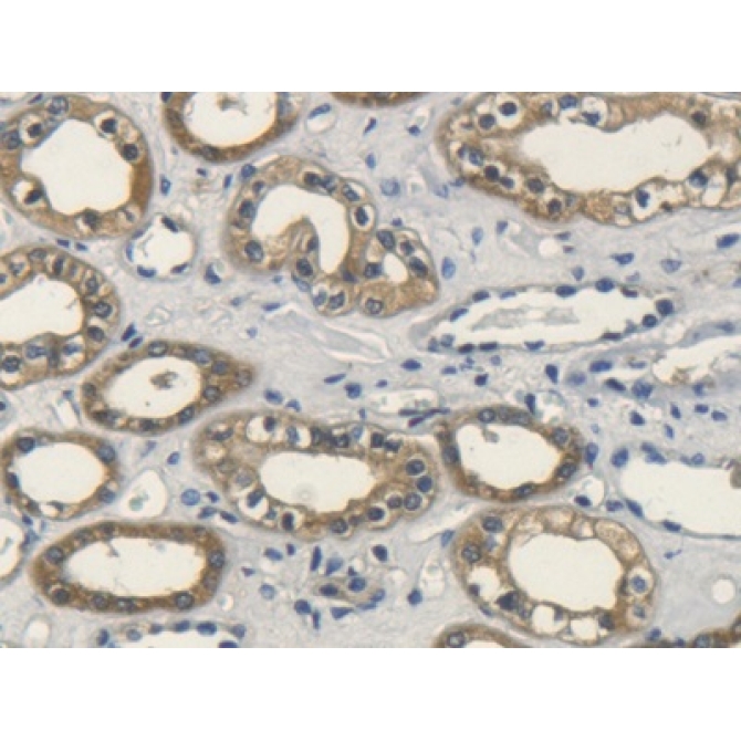 Fibroblast Growth Factor 10 (FGF10) Human Polyclonal Antibody