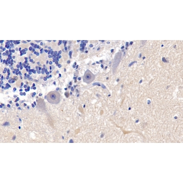 Apolipoprotein B48 (APOB48) Human Polyclonal Antibody
