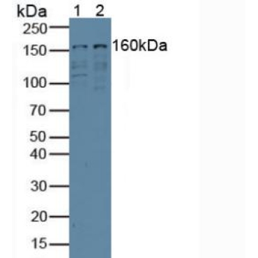 Eukaryotic Translation Initiation Factor 3A (EIF3A) Mouse Polyclonal Antibody