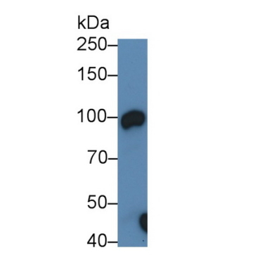Angiotensin I Converting Enzyme 2 (ACE2) Mouse Polyclonal Antibody