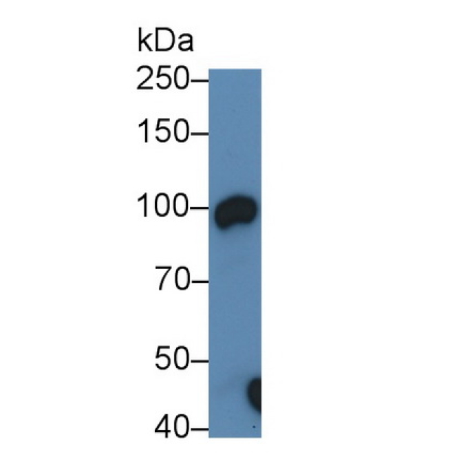 Angiotensin I Converting Enzyme 2 (ACE2) Mouse Polyclonal Antibody