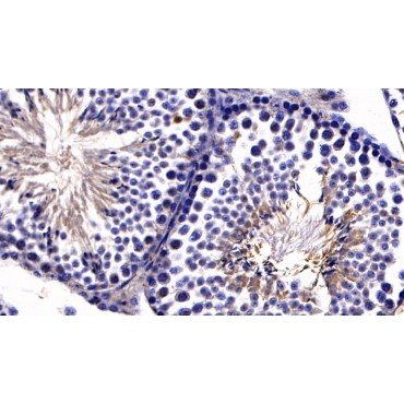 Angiotensin I Converting Enzyme 2 (ACE2) Mouse Polyclonal Antibody