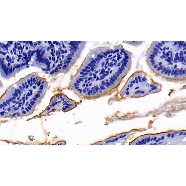 Angiotensin I Converting Enzyme 2 (ACE2) Mouse Polyclonal Antibody