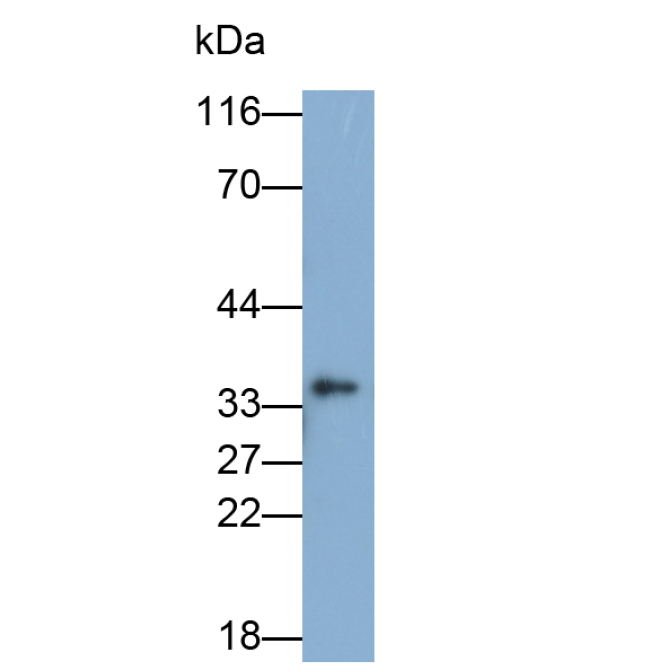 Cyclin Dependent Kinase 1 (CDK1) Mouse Polyclonal Antibody