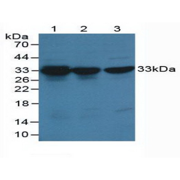 Cyclin Dependent Kinase 2 (CDK2) Mouse Polyclonal Antibody