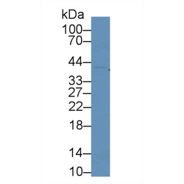 Cyclin Dependent Kinase 2 (CDK2) Mouse Polyclonal Antibody