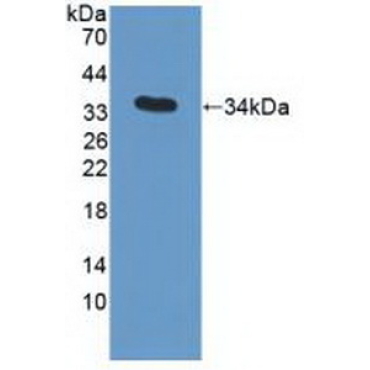 Apolipoprotein C3 (APOC3) Human Polyclonal Antibody