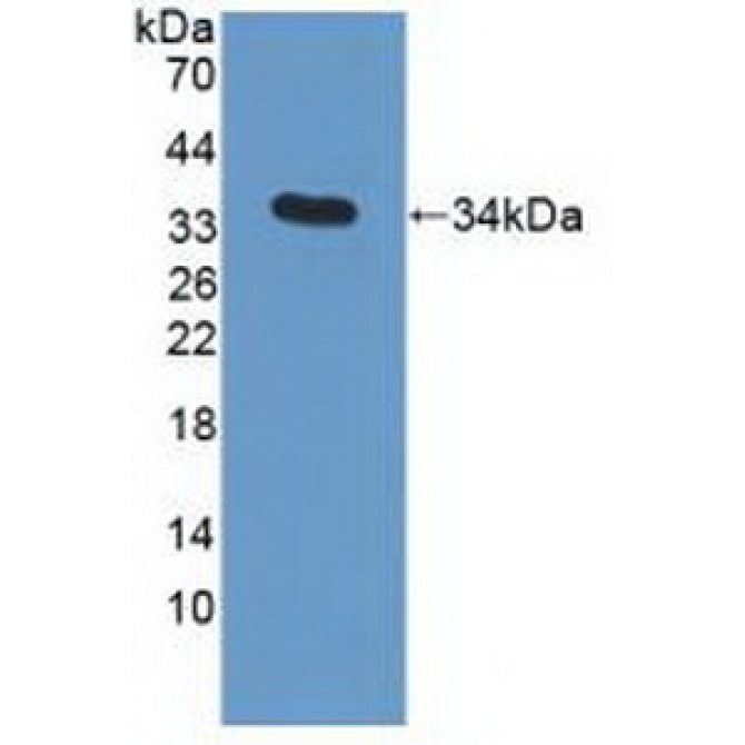 Apolipoprotein C3 (APOC3) Human Polyclonal Antibody