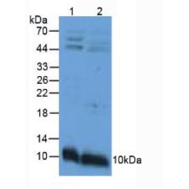 Apolipoprotein C3 (APOC3) Mouse Polyclonal Antibody