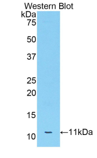 Apolipoprotein C3 (APOC3) Rat Polyclonal Antibody