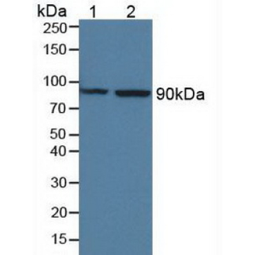 Mannose Associated Serine Protease 1 (MASP1) Mouse Polyclonal Antibody