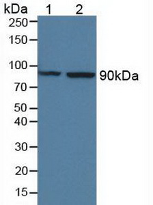 Mannose Associated Serine Protease 1 (MASP1) Mouse Polyclonal Antibody