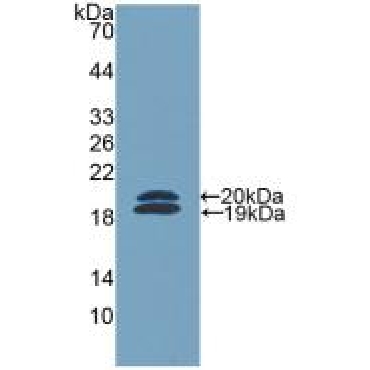 Ficolin 2 (FCN2) Mouse Polyclonal Antibody
