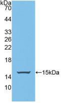 p53 Upregulated Modulator Of Apoptosis (PUMA) Rat Polyclonal Antibody