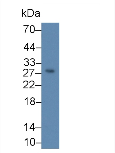 Kallikrein 7 (KLK7) Human Polyclonal Antibody