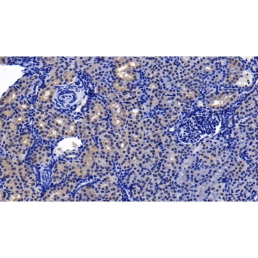 NADPH Oxidase 4 (NOX4) Human Polyclonal Antibody
