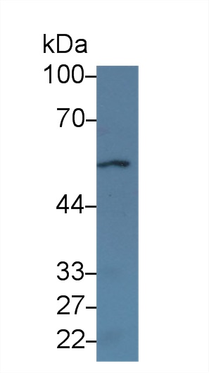 Cholinergic Receptor, Nicotinic, Alpha 2 (CHRNa2) Mouse Polyclonal Antibody