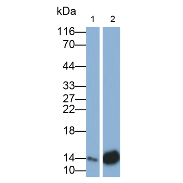 Monokine Induced By Interferon Gamma (MIg) Human Polyclonal Antibody
