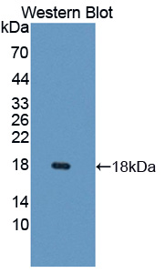 Monokine Induced By Interferon Gamma (MIg) Rat Polyclonal Antibody