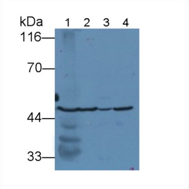 Fumarase (FUM) Mouse Polyclonal Antibody