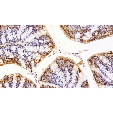 Glyceraldehyde-3-Phosphate Dehydrogenase (GAPDH) Mouse Polyclonal Antibody