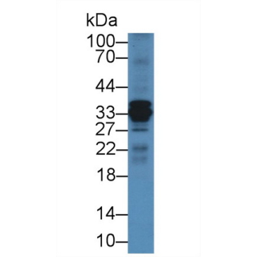Cathepsin S (CTSS) Bovine (Cattle) Polyclonal Antibody