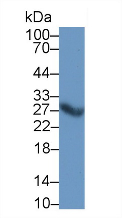 Cathepsin S (CTSS) Rat Polyclonal Antibody
