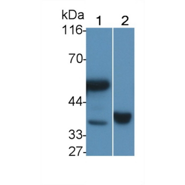 Leucine Rich Alpha-2-Glycoprotein 1 (LRG1) Mouse Polyclonal Antibody