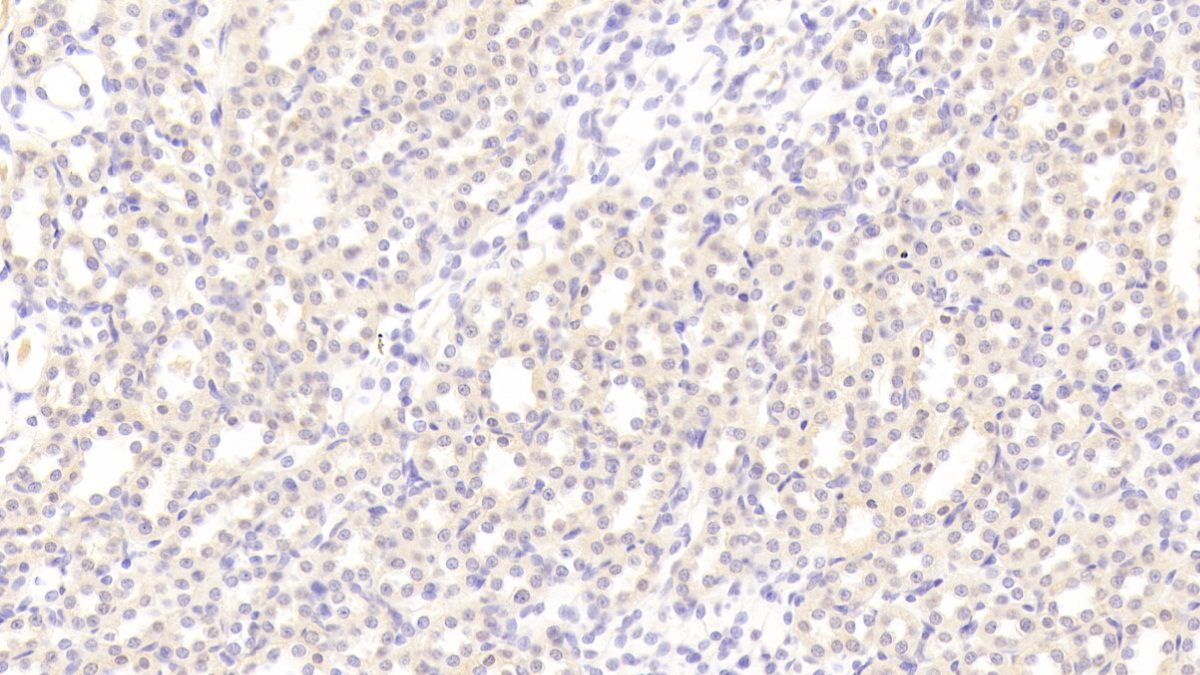 Leucine Rich Alpha-2-Glycoprotein 1 (LRG1) Rat Polyclonal Antibody