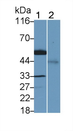 Leucine Rich Alpha-2-Glycoprotein 1 (LRG1) Rat Polyclonal Antibody