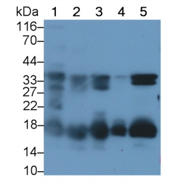 Syndecan 4 (SDC4) Human Polyclonal Antibody