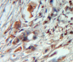 Syndecan 4 (SDC4) Rat Polyclonal Antibody