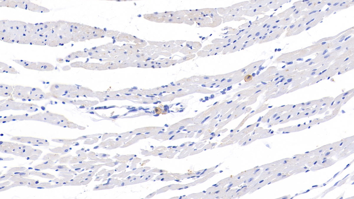 Immunoglobulin D (IgD) Rat Polyclonal Antibody