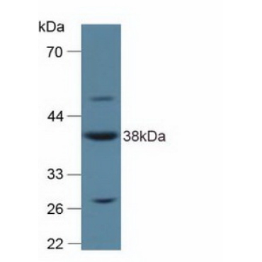 Annexin A2 (ANXA2) Human Polyclonal Antibody