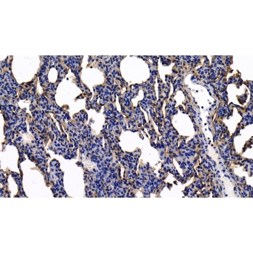 Annexin A2 (ANXA2) Human Polyclonal Antibody