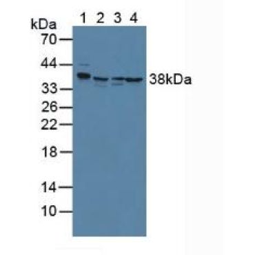 Annexin A2 (ANXA2) Mouse Polyclonal Antibody