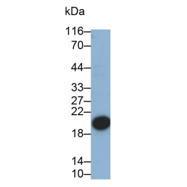 Epiregulin (EREG) Human Polyclonal Antibody