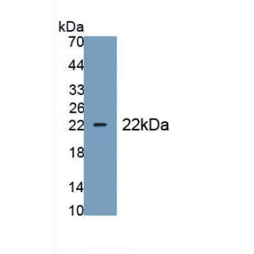 Epiregulin (EREG) Mouse Polyclonal Antibody