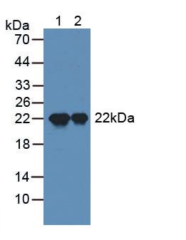 Sperm Protein 17 (Sp17) Mouse Polyclonal Antibody