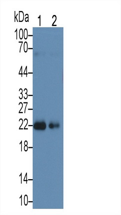 Sperm Protein 17 (Sp17) Rat Polyclonal Antibody