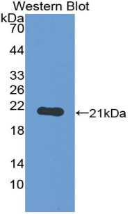 Toll Like Receptor 7 (TLR7) Mouse Polyclonal Antibody