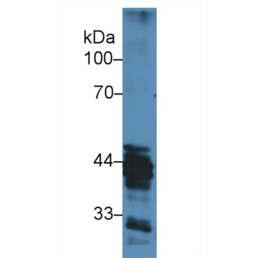 Histone Acetyltransferase 1 (HAT1) Mouse Polyclonal Antibody