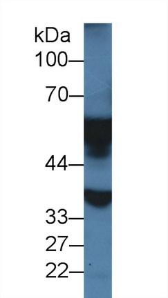 Monoamine Oxidase A (MAOA) Rat Polyclonal Antibody