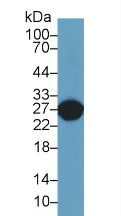 Glutathione S Transferase Alpha 5 (GSTa5) Rat Polyclonal Antibody